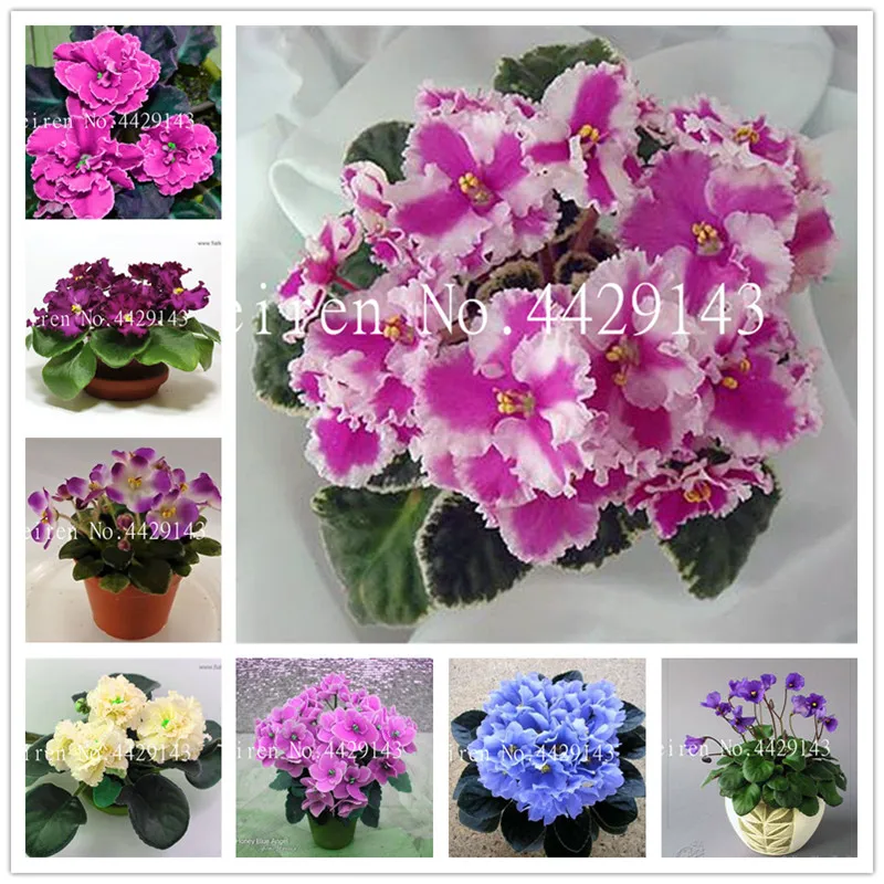 

Big Sale! 100 Pcs/lot Indoor Bonsai Violet flower Garden Plants Violet Flowers Perennial Herb Matthiola Incana Flor Bonsai