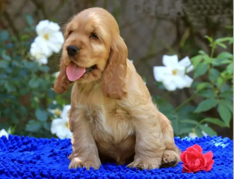 British cocker spaniel 6