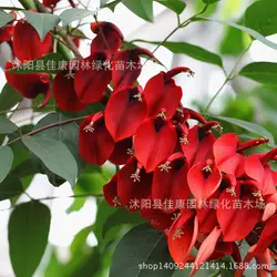 Фасоль растение Erythrina бразильский реальный локационный завод 200 г/упак