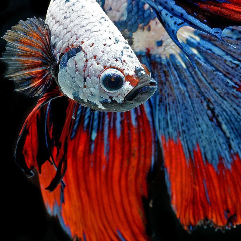 50x50cm-Diy-Diamond-Painting-Colored-Fish-Dancing-Embroidery-Diamond-Painting-Cross-Stitch-Animals-Rhinestone-Mosaic-Paintings
