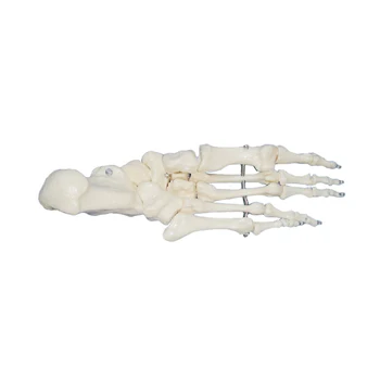 

Life-Size Foot Joint Model Human Skeleton Model Human Foot Model - Life Size Anatomical Skeletal Model