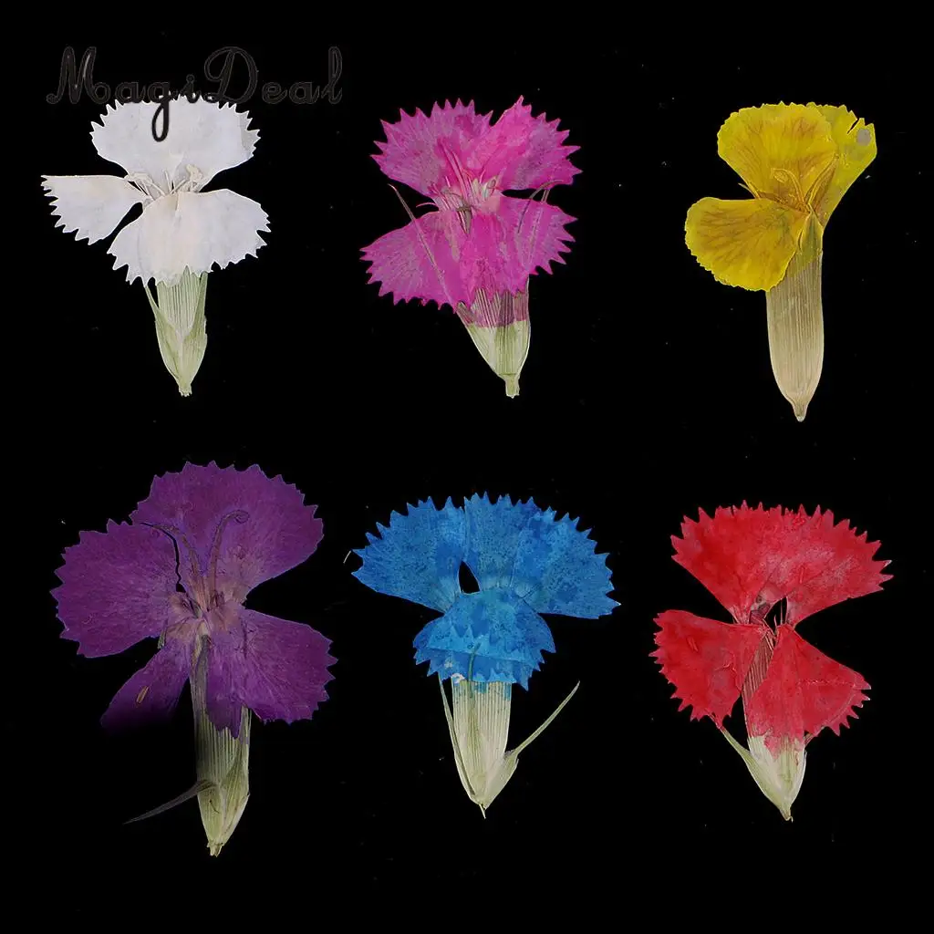 12Pcs Real Pressed Leaves Dried Flower Dianthus Flowers Embellishments DIY Materials Card Making Scrapbooking Art Crafts Jewelry