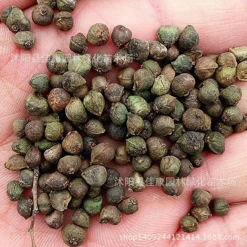 Tree Seeds Seed Red Beech Beech Tree Zelkova Large Leaf Beech Beech Tree Fruit Seed Real Big Shot 0g Pack Fruit Seeds To Plant Seeds Highseeds Wedding Aliexpress Tree Seeds Seed Red Beech Beech Tree Zelkova Large Leaf Beech Beech Tree Fruit Seed Real Big Shot 0g Pack Fruit Seeds To Plant Seeds Highseeds Wedding Aliexpress