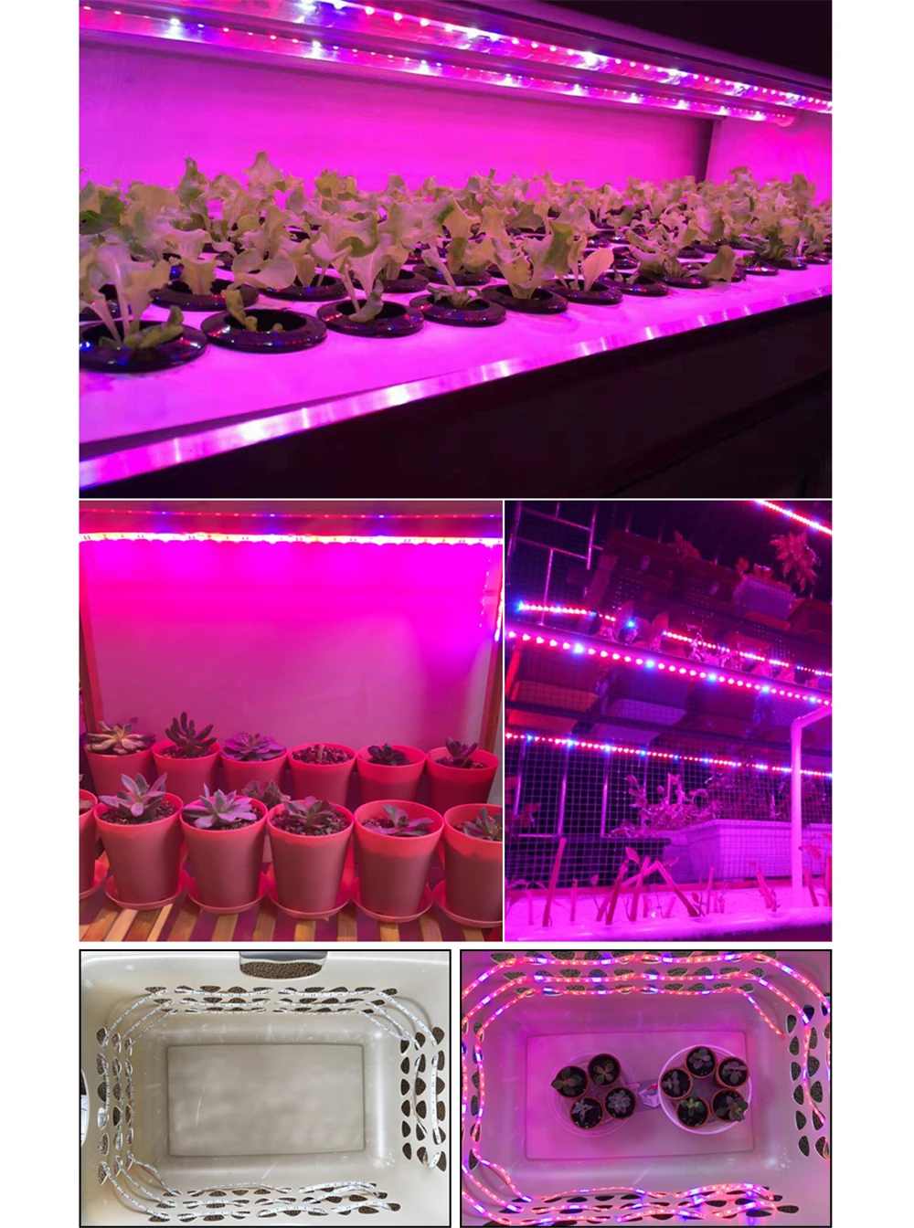 Luzes LED crescimento plantas