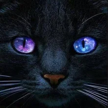 5D Diy алмазов картина вышивки крестом Cat Животные Полный Круглый