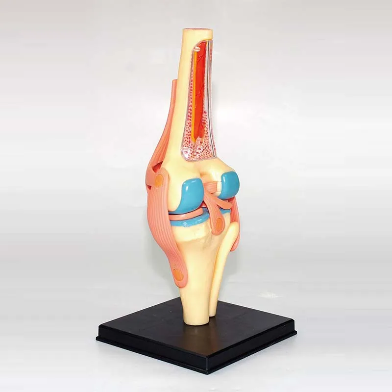 4D мастер интеллект сборка игрушка анатомическая модель человеческого коленного сустава органов медицинская инструкция DIY популярная научная апплика