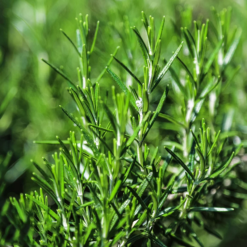 

ZLKING 100PCS Rosemary Bonsai Chinese Herb Good Smell Flowers Beautiful Planting in the Garden Natural Organic Perennial Plants