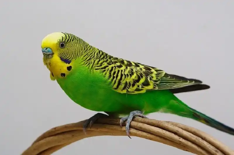 新しい鳥食品インポート種子カナリア食品/白先端キビ/ヤウ尖沙咀 Caolu キビ種子 500 グラム