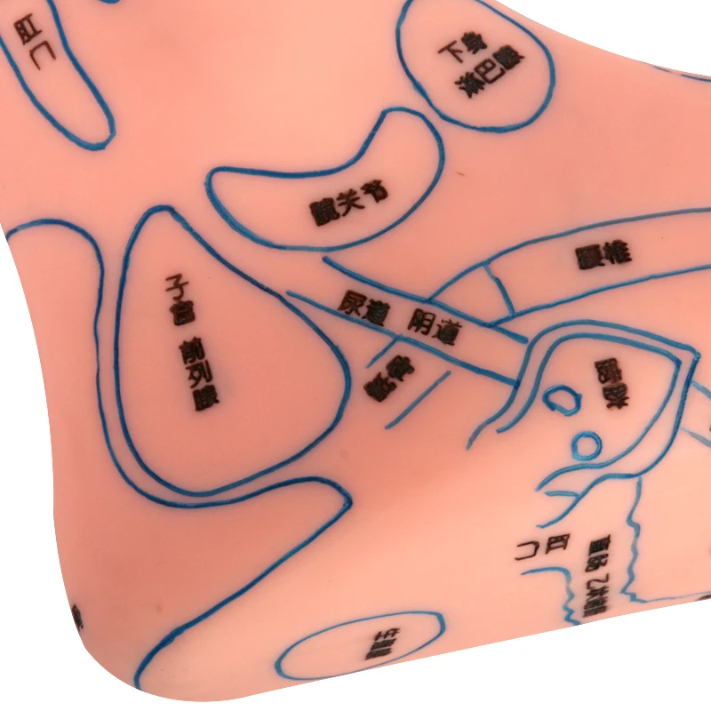 Акупунктура стопы модель китайской медицины обучающая модель человека для тела, меридиан модель акупунктурной точки включает в себя левое и правое, 17 см