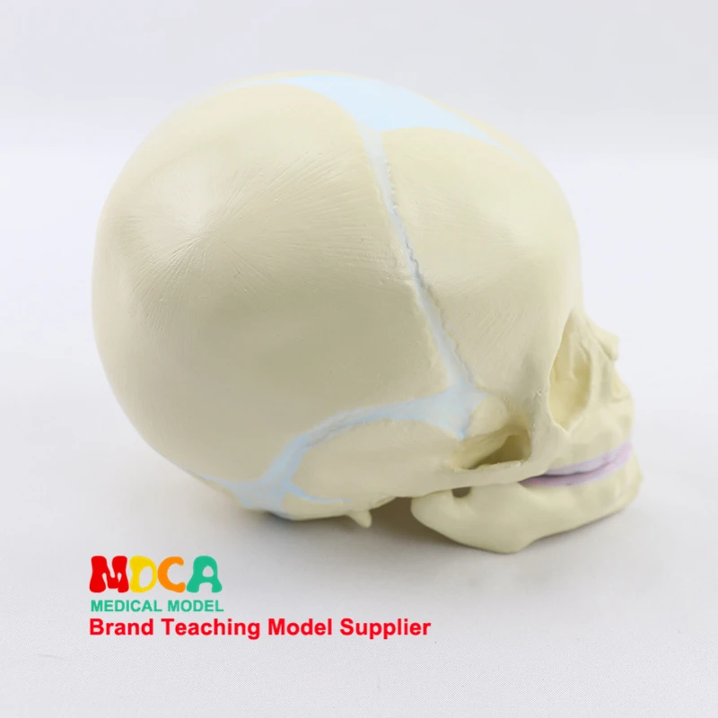 Fetal skull model infant skull bone human.skull model medical MTG002