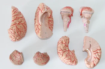 

Cerebral artery model brain anatomical model brain stem structure model neurology teaching model