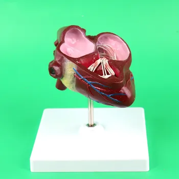 

Dog Heart Model Pathology Anatomy Dog Heart Veterinarian's Dog Canine Heart Anatomy Model Medical Teaching Anatomical Models
