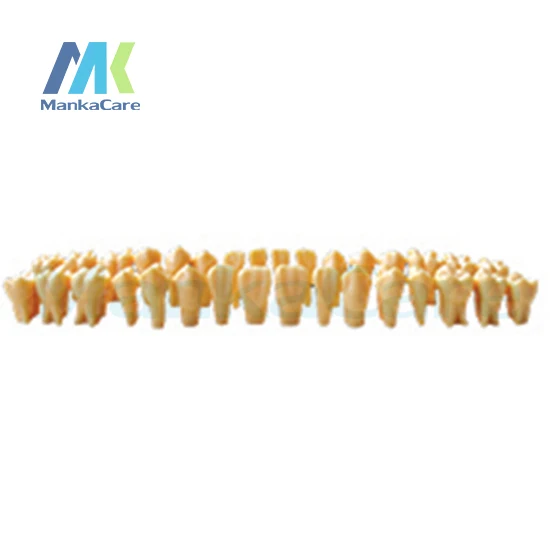 

Manka Care - Twice Permanent Teeth/Anatomy crown and 2/3 root/Twice sized/32pc/set Oral Model Teeth Tooth Model