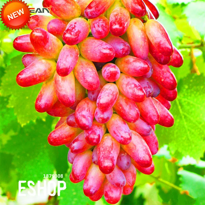 Finger Grape Advanced 50 PCS Fruit Natural Growth Sweet Kyoho  Gardening Plants 