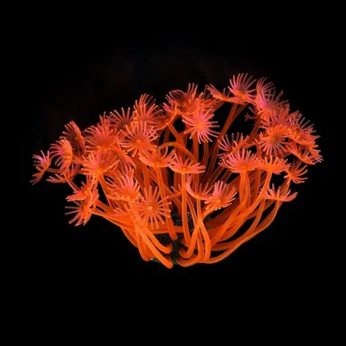 

Coral Artificiel fish tank aquarium plants aquarium Decoration 4cm
