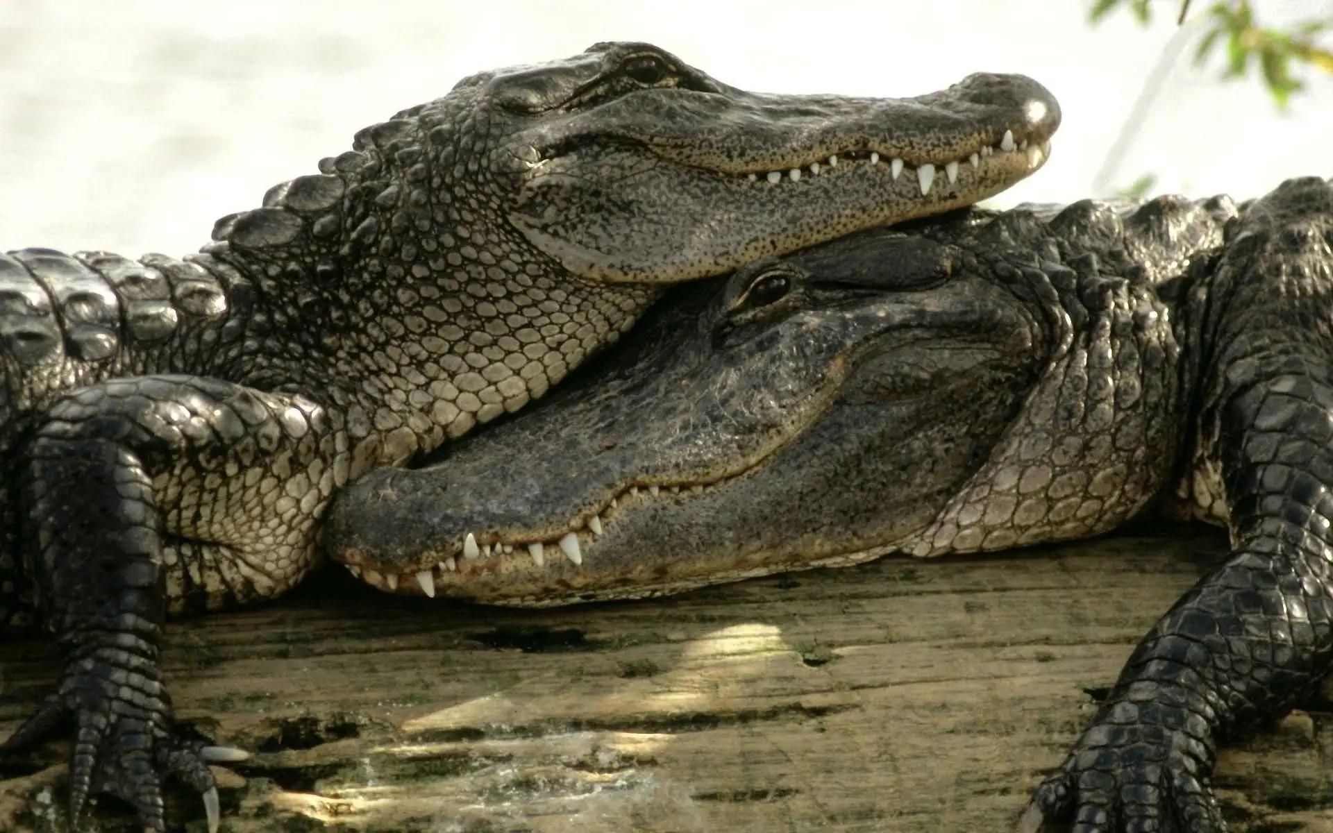 Online kopen wholesale living crocodile uit china living crocodile ...