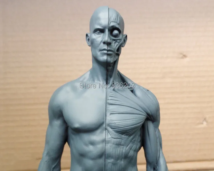 30 см 1:6 смолы 4D мастер скелет человека, анатомический модель скелета для продажи esqueleto anatomia для украшения дома аксессуары