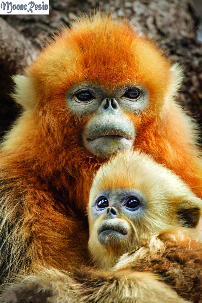 

MOONCRESIN 5D Diamond Mosaic Golden Monkey Mother And Son Diamond Embroidery Needlework Diamond Painting Cross Stitch Decoration
