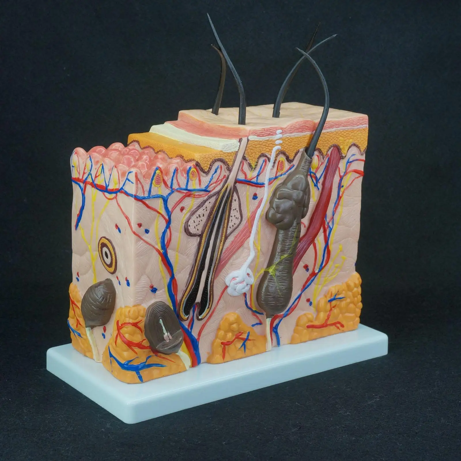 

70X Life Size Anatomical Human Skin Block Model Medical Dermatology Anatomy