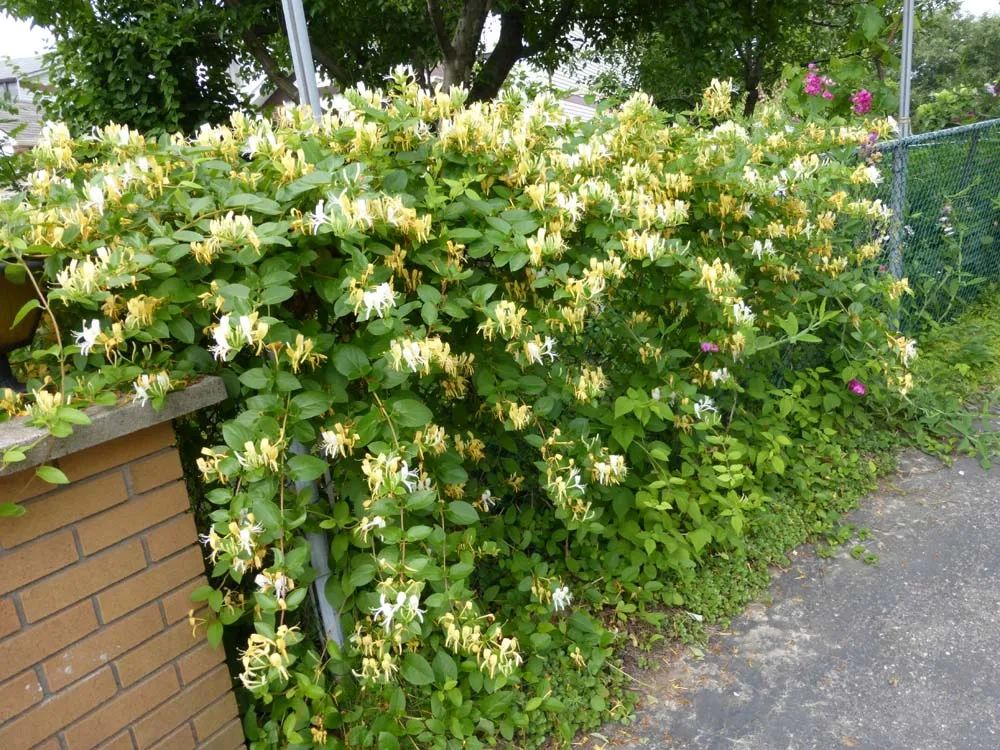 Compare Prices on Honeysuckle Plants- Online Shopping/Buy Low Price