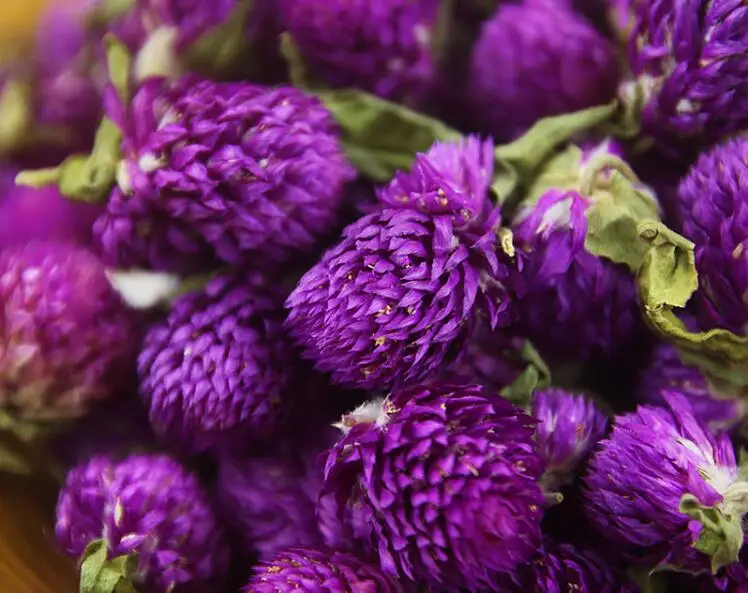 Фиолетовый Gomphrena globosa бутоны естественным образом высушенный цветок, прессованные цветы DIY День рождения/Рождество/офис украшения аксессуары 20 шт