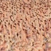 Lesser flamingos Poster Print (18 x 6)