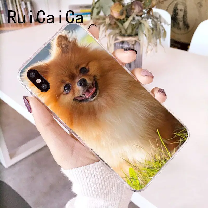 Pomeranian dogs dog
