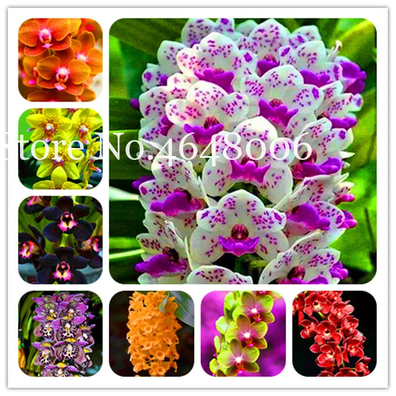 

Promotion! 100 Pcs Unique Orchid Cymbidium Bonsai Faberi Flowering , Phalaenopsis Plants Orchid Flower Plant For Home Garden Pot