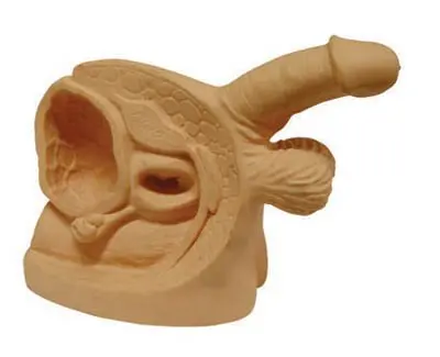 XJ CMAM/12467 Advanced Male Internal &amp External Genital Organs Genitourinary Medical Teaching Anatomical Model | Канцтовары для