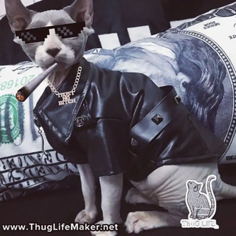 cat in a leather jacket