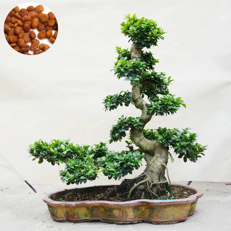 20Pcs Ficus Benghalensis Banyan Tree Seeds Pure Bonsai