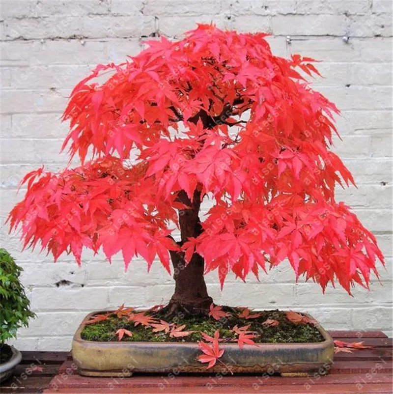 

20Pcs Red Japanese Maple Palmatum Atropurpureum Plant Tree Garden Decor
