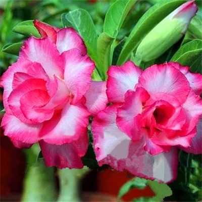 100% True Adenium Obesum Bonsai Exotic Desert Rose Flowers Balcony Desert-Rose Bonsai MultiColor Petals Succulents Tree 1 Pcs