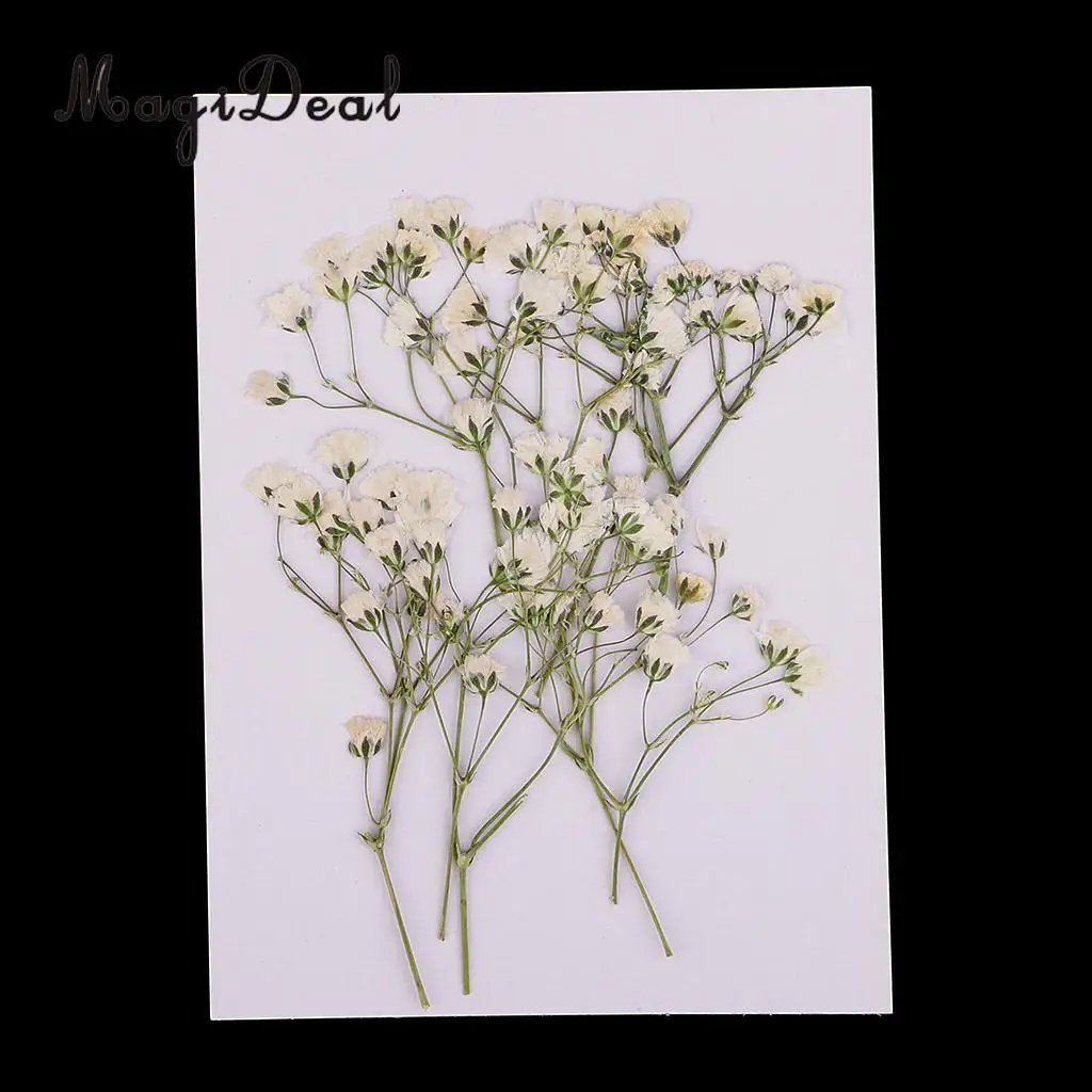 10Pcs Beautiful Pressed Real Baby's Breath Flower Dried Flowers for Art Craft Scrapbooking Card Making Resin Mold Filler 