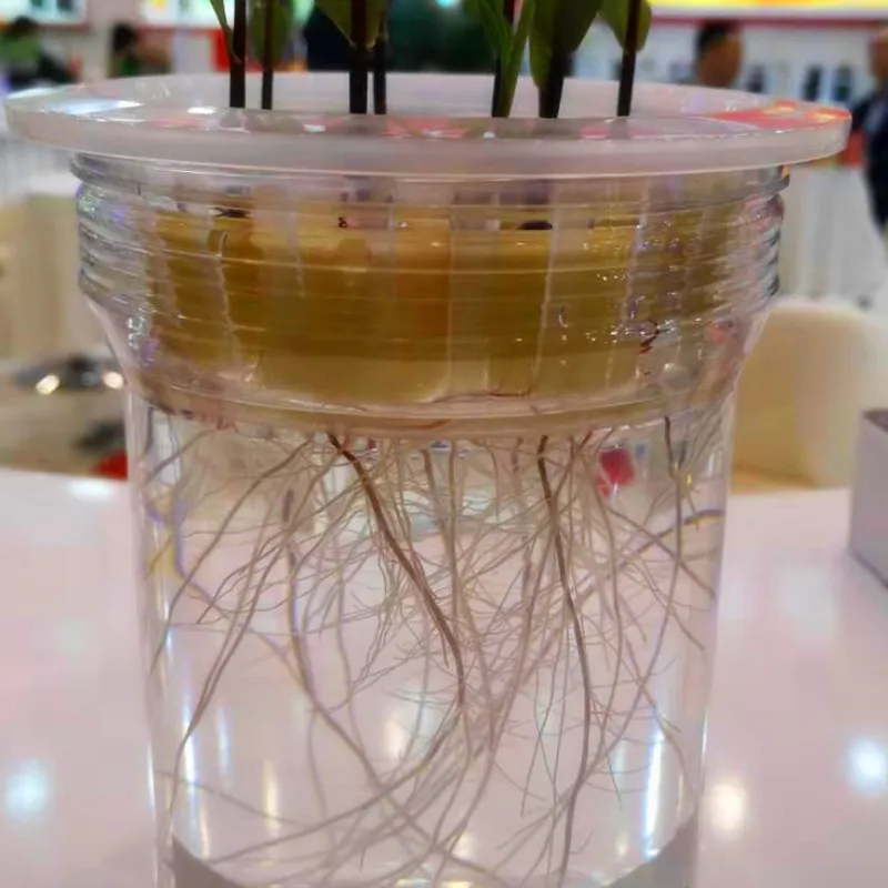 10g 3-Indolebutyric acid (IBA) 98% Indole-3-Butyric acid root growth hormone with low price and high quality