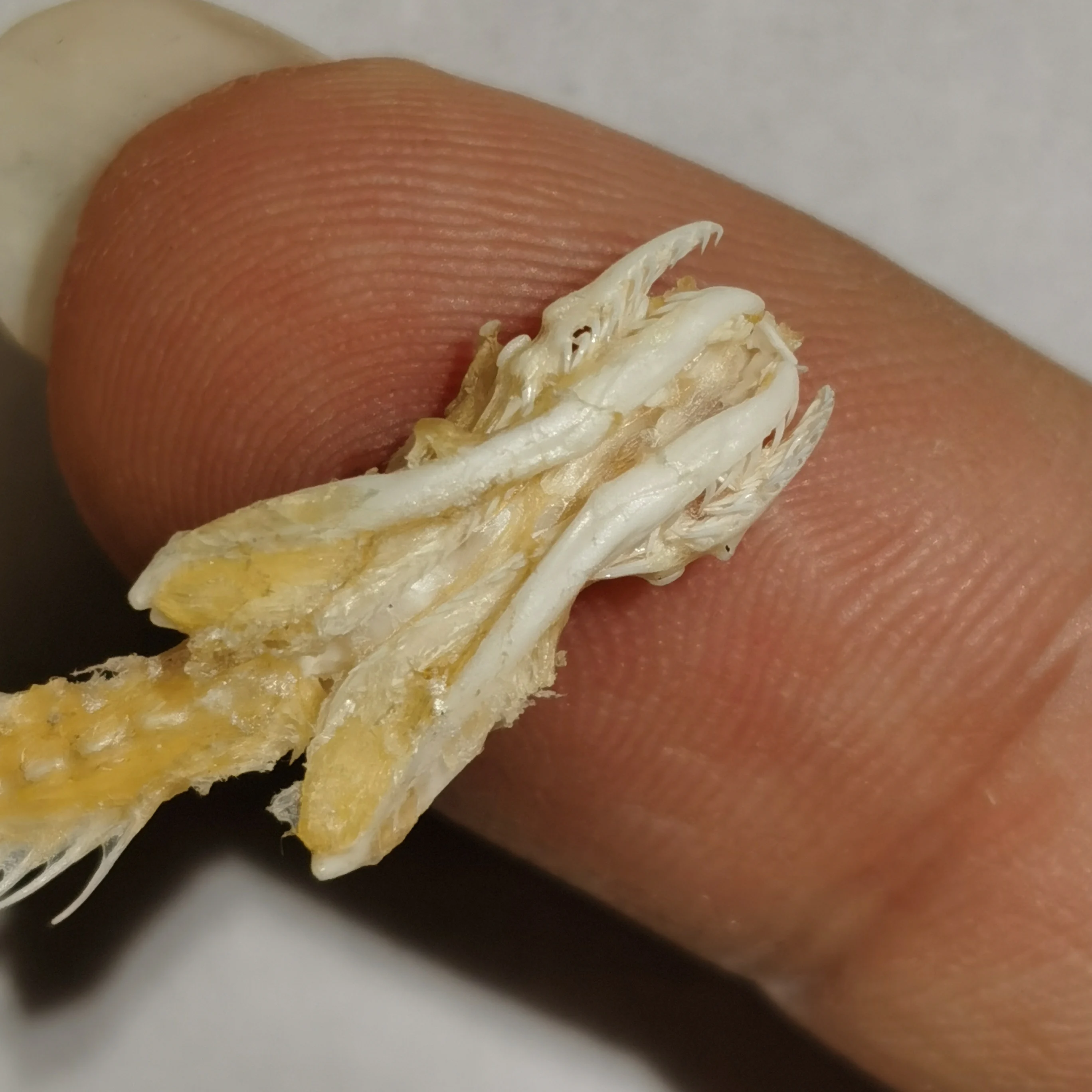 Snake skeleton/real bone/fixed/Red-backed rat-snake 4