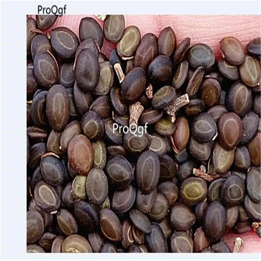 Ngryise 1000 шт набор Acacia Confus