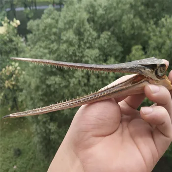 

Real Skull specimen of alligator's beak Fish head bone specimen Home Decor