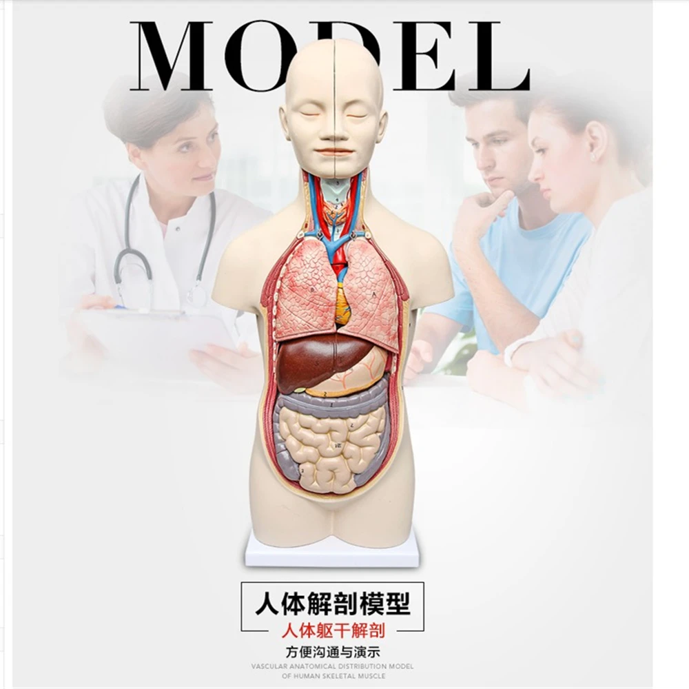 50 cm 3D Anatomia Humana modelo torso Humano Assembléia Modelo Modelo  Anatômico Visceral|Equipamento educacional| - AliExpress