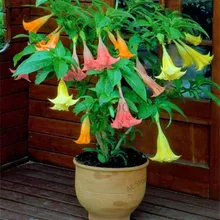 Свежий 100 шт редкий Datura бонсай бругмансия Suaveolens фламенко Красивая Мандала Цветок садовый многолетник Горшечное растение