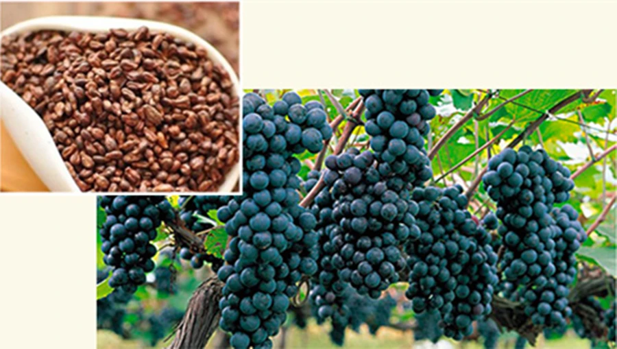 Dimollaure, Прямая поставка, органическое эфирное масло виноградных косточек, базовое масло, масло для массажа тела, уход за кожей, уход за волосами, растительное масло