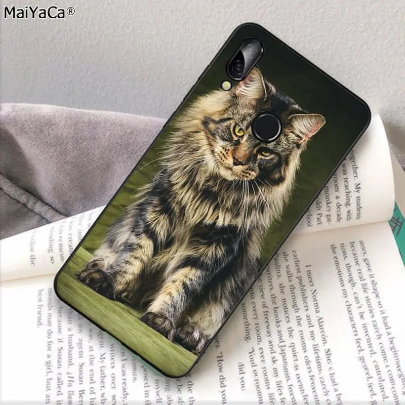 pet maine coon cat