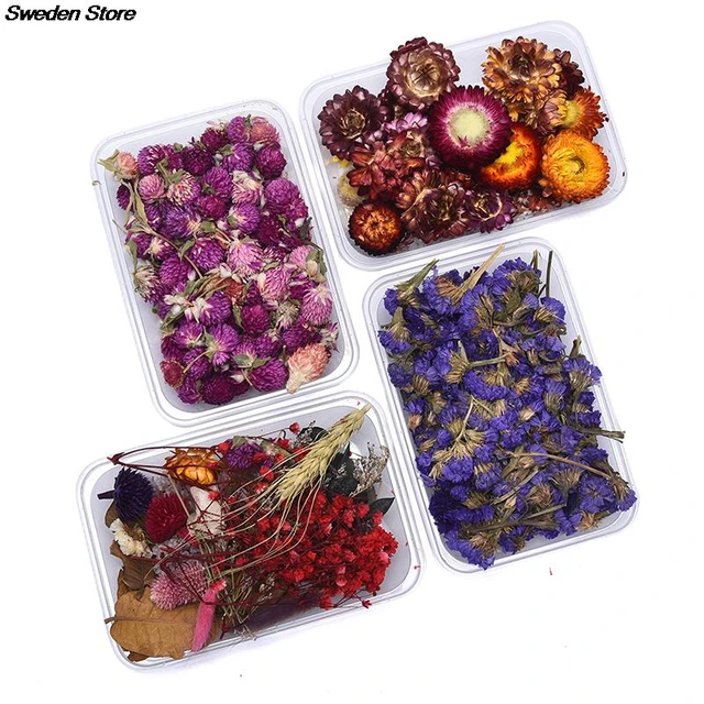 1 Box Real Natural Dried Flower Dry Plants Making Craft DIY