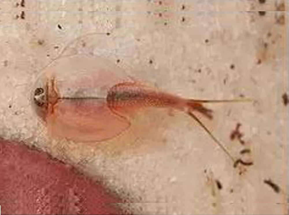 What Do Sea Monkeys Look Like Full Grown
