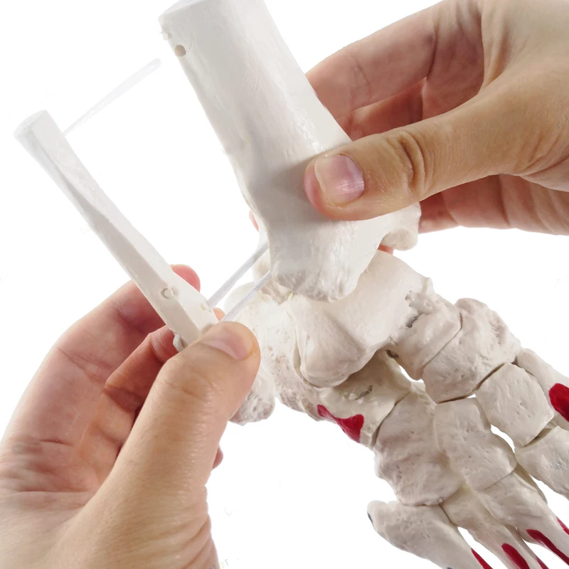 1:1 Human Foot Joint Skeleton Anatomy Model Medical Science Teaching Resources