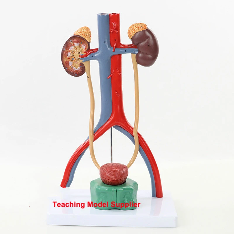 Human Anatomy Bladder Catheterization Renal Urinary System Model Kidney Model Arteriovenous Model Medical Teaching Aliexpress