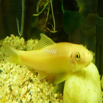 

Ngryise 2Pcs A Set golden algae eater