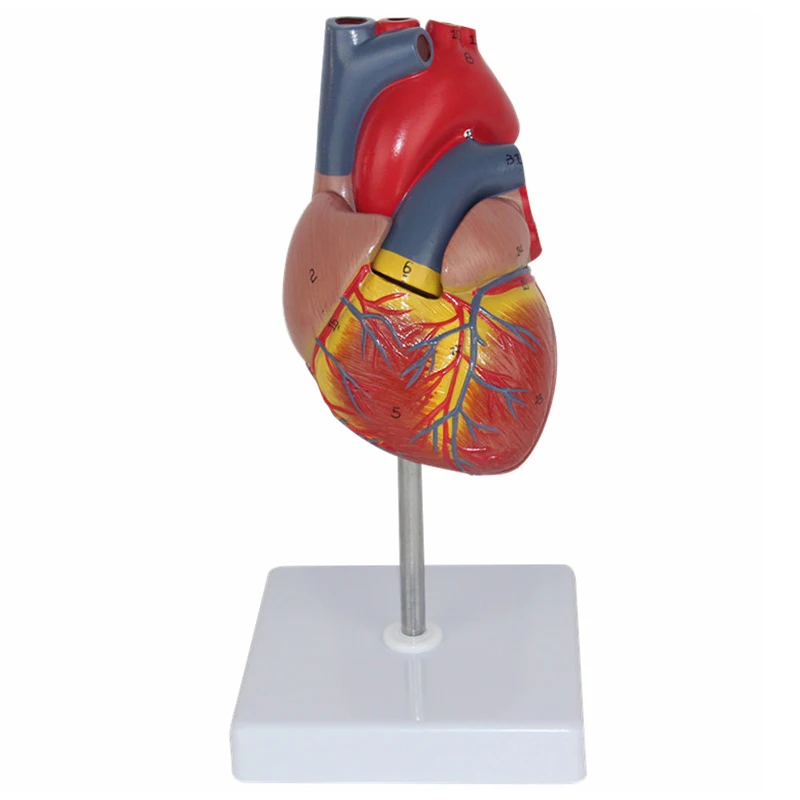 Human Heart Anatomical Anatomy Teaching Model Viscera Medical Organ Model Emulational + Stand Medical Science Teaching Resources