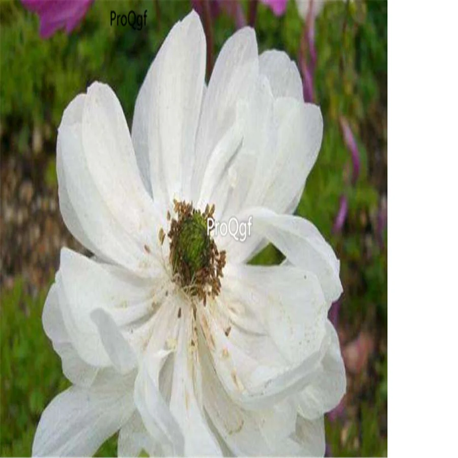Ngryise 500 шт набор Anemone cathayensis