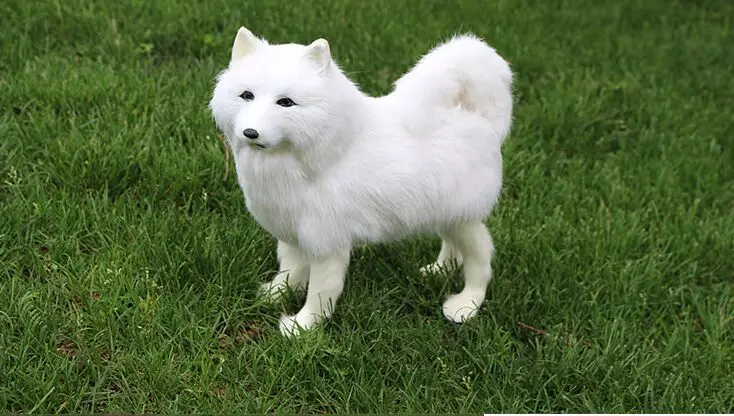 Большой 28x25 см lofelike игрушка белый самоед собака полиэтилена и меха, самоед, жесткий образцовое изделие кустарного промысла домашняя